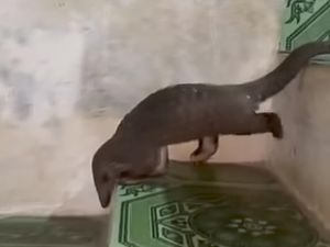 Trenggiling Masuk ke Permukiman Warga di Pandeglang, Diserahkan ke BKSDA