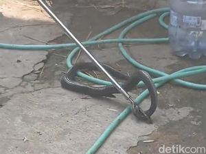 Diduga Stres, Ular Kobra Ditemukan Telan Pisau di Jaten Karanganyar