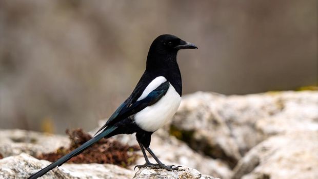A crisp, high-quality profile portrait of a wild Eurasian Magpie (Pica pica) standing alert on a textured, light-colored rock. The intelligent corvid is facing right, beautifully displaying its striking high-contrast black and white plumage, with subtle iridescent blue and green highlights visible on its wings and long tail. Photographed against a smooth, softly blurred earth-toned background, providing excellent copy space for editorial and commercial design.
