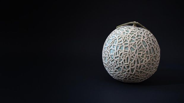 ilustrasi melon Yubari King The Yubari King or Yubari melon on black background. is a cantaloupe cultivar farmed in greenhouses in Ybari, Hokkaido, a small city close to Sapporo.