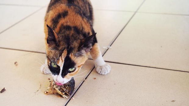 ilustrasu kucing makan ikan Keseringan memberi makanan sisa manusia bisa memperparah perilaku kucing minta makan berlebihan.