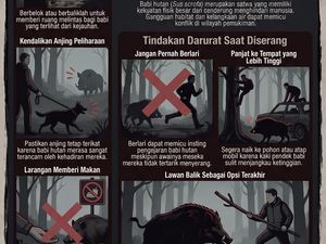 Infografik: Ini yang Harus Kamu Lakukan Agar Tak Diseruduk Babi Hutan