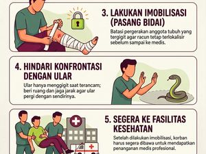 Infografis: Jangan Hisap Luka Bekas Gigitan Ular!