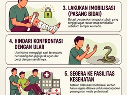 Infografis: Jangan Hisap Luka Bekas Gigitan Ular!