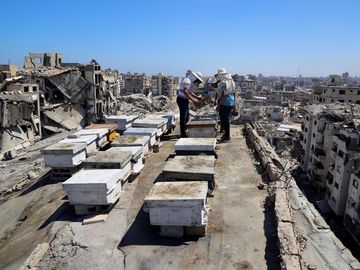 Merawat Lebah di Tengah Puing, Upaya Peternak Gaza Pulihkan Penghidupan