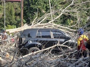 Pohon Tumbang Timpa Mobil di Jalan Poros Enrekang-Toraja hingga Ringsek