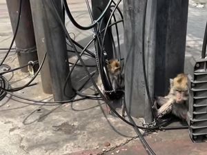 Viral 2 Monyet Diikat di Lampu Merah Kalibata Siang-siang Bikin Iba