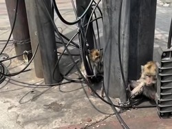 Viral 2 Monyet Diikat di Lampu Merah Kalibata Siang-siang Bikin Iba