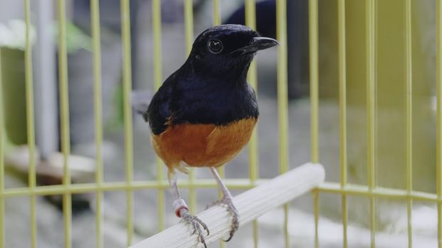 A photo of a stone magpie (Copsychus malabaricus) is sunbathing and perched on a twig in a cage