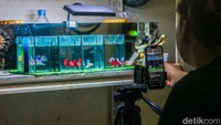 Penjual Ikan Cupang Andalkan Live Streaming untuk Dongkrak Penjualan