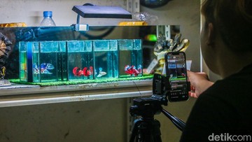 Penjual Ikan Cupang Andalkan Live Streaming untuk Dongkrak Penjualan