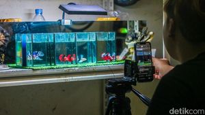 Penjual Ikan Cupang Andalkan Live Streaming untuk Dongkrak Penjualan