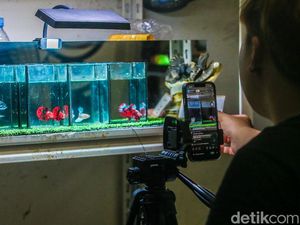 Penjual Ikan Cupang Andalkan Live Streaming untuk Dongkrak Penjualan