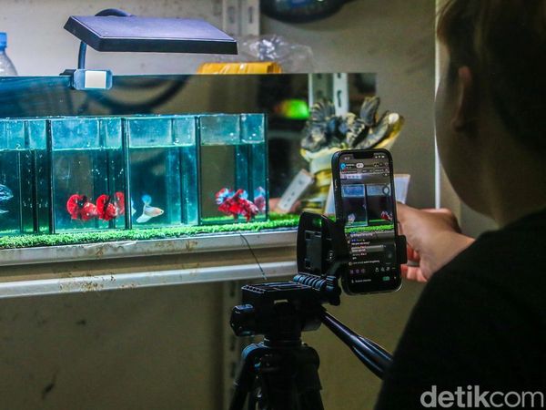 Penjual Ikan Cupang Andalkan Live Streaming untuk Dongkrak Penjualan