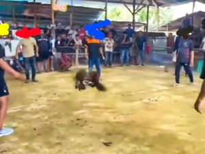 Tepis Isu Membekingi, Polisi Akan Tindak Sabung Ayam Viral di Tarakan,