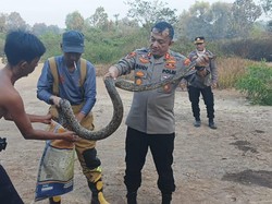 Ular 3 Meter Muncul Saat Kebakaran Lahan di JSC Palembang