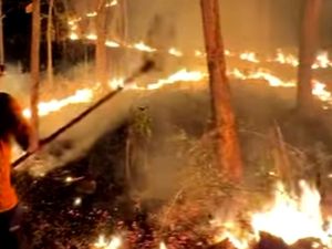 1,5 Hektare Hutan dan Lahan Warga di Trenggalek Terbakar