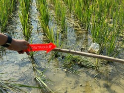 Petani Lansia di Luwu Timur Tewas Kesetrum Listrik Jerat Tikus di Sawahnya