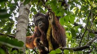 Orang Utan Terancam Keluar Hutan Saat Kekeringan, Rawan Konflik Vs Manusia