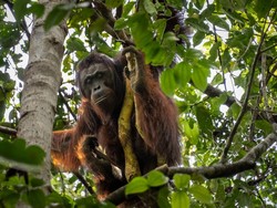 Momen Tegang Orang Utan Solo Safari Berkeliaran hingga Depan Kampus UNS