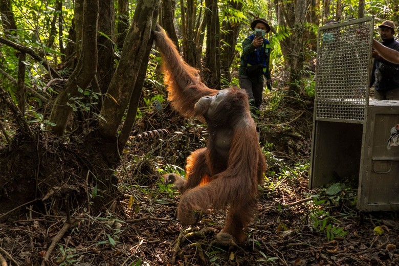 Orang Utan Terusir Api Karhutla Ketapang, 'Wak' Kabur ke Kebun Warga