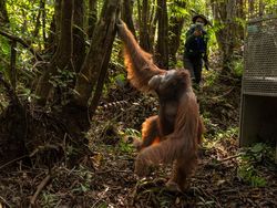 Orang Utan Terusir Api Karhutla Ketapang, Wak Kabur ke Kebun Warga