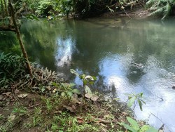 Kakek 74 Tahun Diterkam Buaya Saat Mandi di Sungai Muna Barat