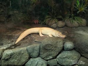 Berkenalan dengan 6 Satwa Unik di Faunaland Cibubur