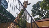 Faunaland Pramuka Cibubur Punya Satwa Langka, Yuk Datang