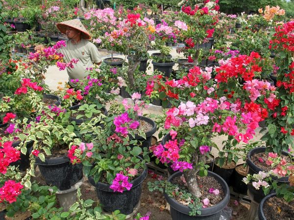 Harapan Kembali Mekar dari Kebun Bugenvil
