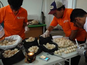 1.286 Telur Penyu Ditemukan Tak Bertuan di Sambas