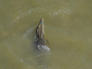 36 Buaya Mendiami Sungai Palu, Warga Diminta Waspada
