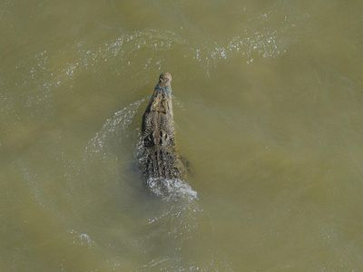 36 Buaya Mendiami Sungai Palu, Warga Diminta Waspada