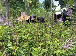 Warga Sidoarjo Sulap Lahan Tak Produktif Jadi Kebun Kumis Kucing