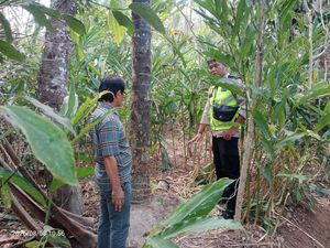 Tragis Mbah Mitro Warga Purbalingga Tewas Terjatuh dari Pohon Kelapa