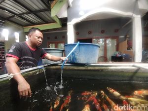 Pemadaman Listrik Berjam-jam Bikin Peternak Koi di Nganjuk Cemas
