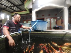 Pemadaman Listrik Berjam-jam Bikin Peternak Koi di Nganjuk Cemas