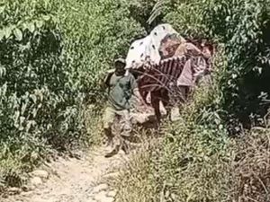 Wanita Lansia Stroke di Mamasa Ditandu 10 Km Lewati 2 Sungai untuk Berobat