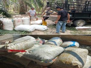 Buruh di OKU Ditangkap Saat Hendak Jual Sawit Curian