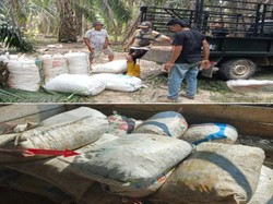 Buruh di OKU Ditangkap Saat Hendak Jual Sawit Curian
