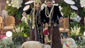 Domba Merino Jadi Seserahan Pernikahan di Ponorogo