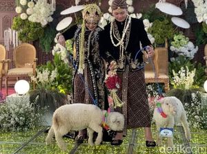 Domba Merino Jadi Seserahan Pernikahan di Ponorogo