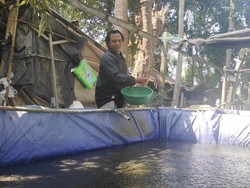 Kisah Eks Pengukir Kayu di Bali yang Kini Sukses Budi Daya Lele Sangkuriang