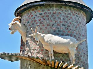 Potret Menara Khusus Kambing buat Tempat Mendaki Pengganti Gunung