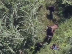Jejak Sadis Anggota KKB Terkapar Ditembak Polisi di Mimika