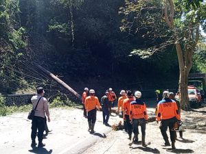 Video: Pohon Pinus Tumbang di Sumedang, Lalin Sempat Terhenti Total