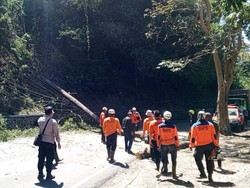 Video: Pohon Pinus Tumbang di Sumedang, Lalin Sempat Terhenti Total