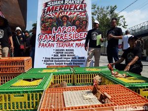 Harga Pakan Ngegas, Peternak Ayam Boyolali Buang BPKB-Sertifikat di Kandang