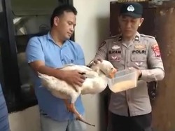ABG 17 Tahun di Parung Bogor Curi Angsa, Hasil Jualnya buat Beli Miras