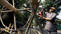 Batang Pinang Mulai Diburu Jelang Perayaan HUT RI